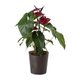 Anthurium in 19 cm Pot with Cover