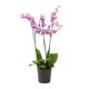 Multi Spike Phalaenopsis in Potcover