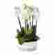 Multi Spike Orchid in Ceramic Bowl